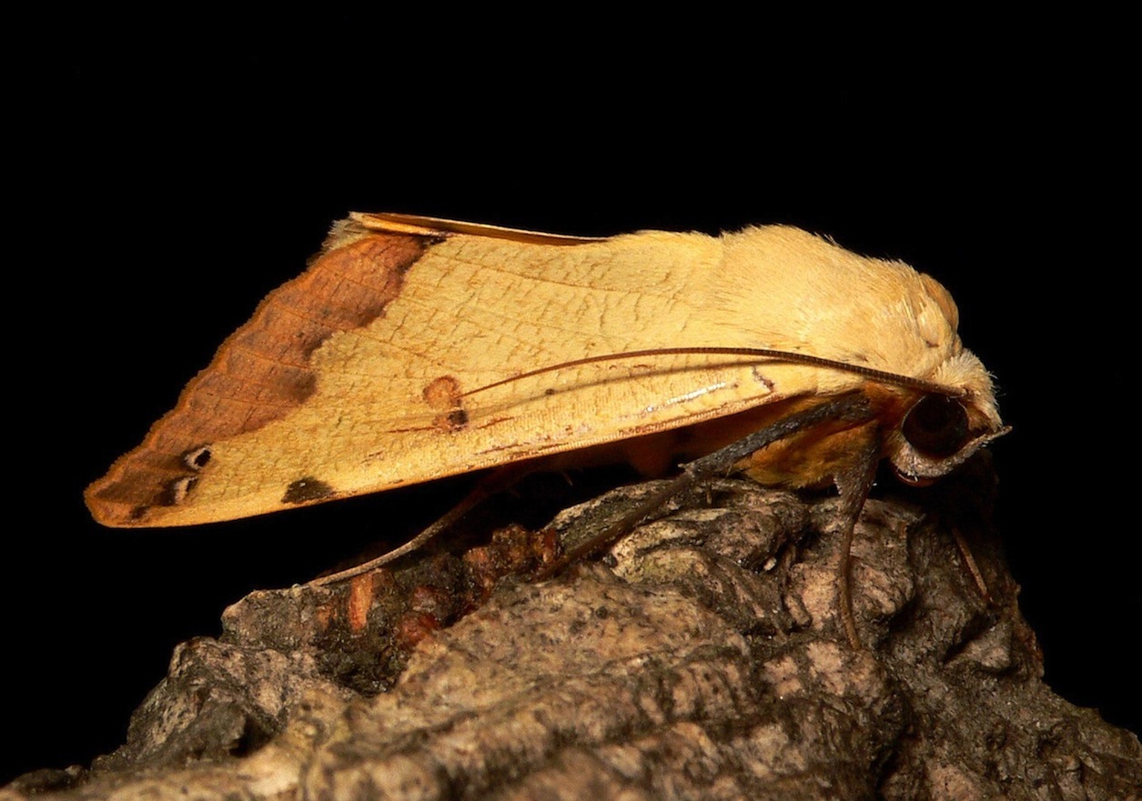 Ophiusa tirhaca (Cramer, 1773) - Erebidae